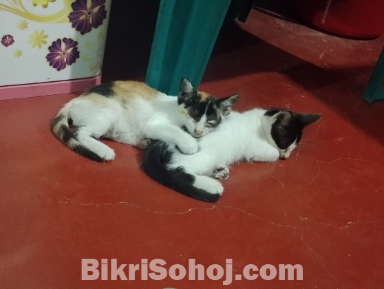Cute baby cat